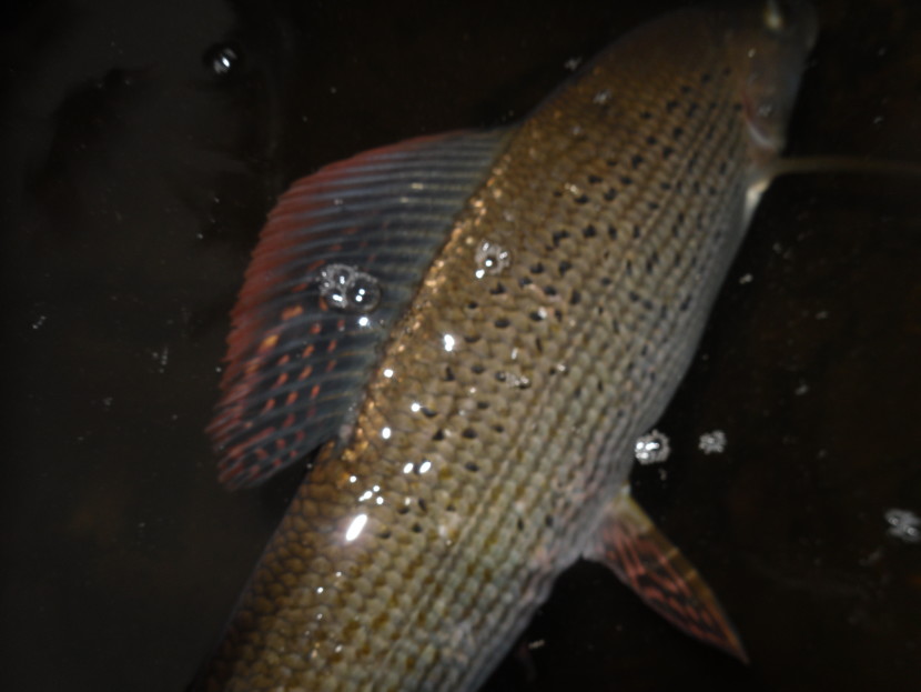 Magic of grayling colours